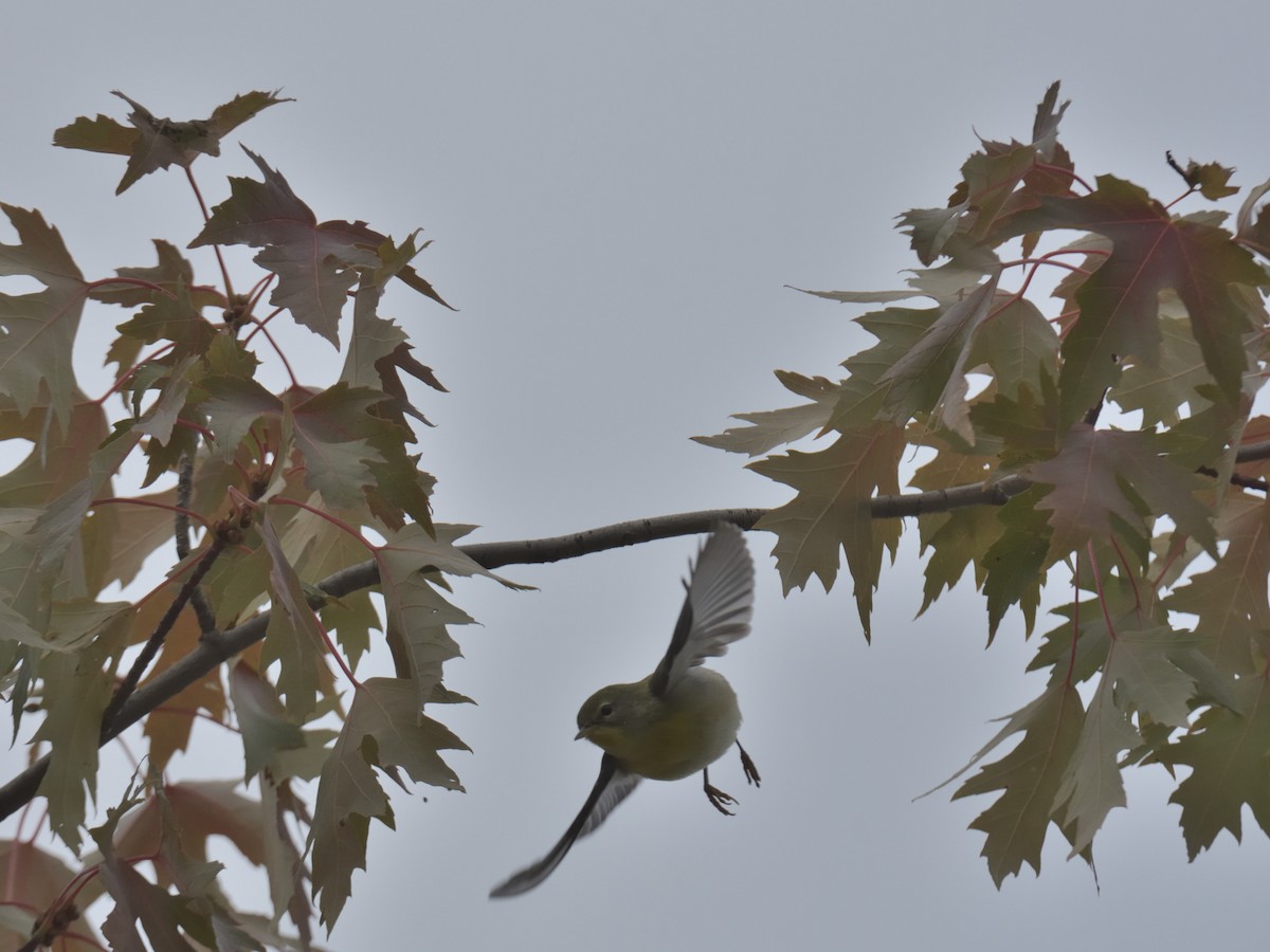 Northern Parula - ML641413444