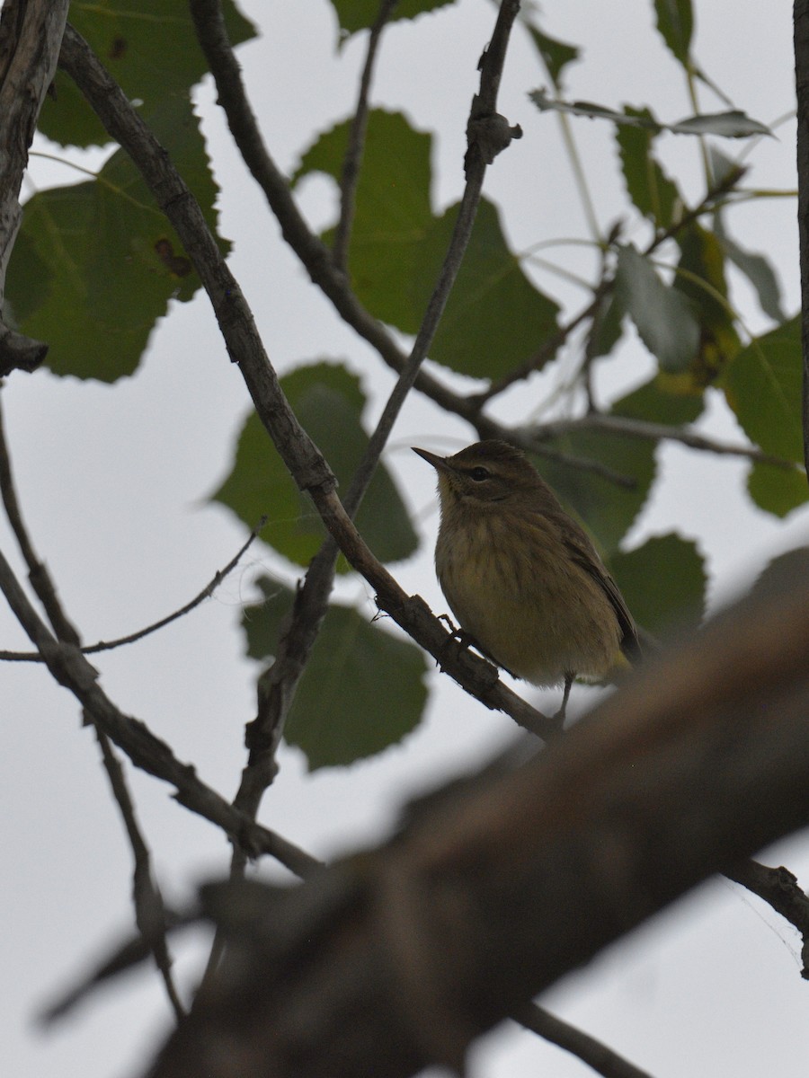Palm Warbler - ML641413447