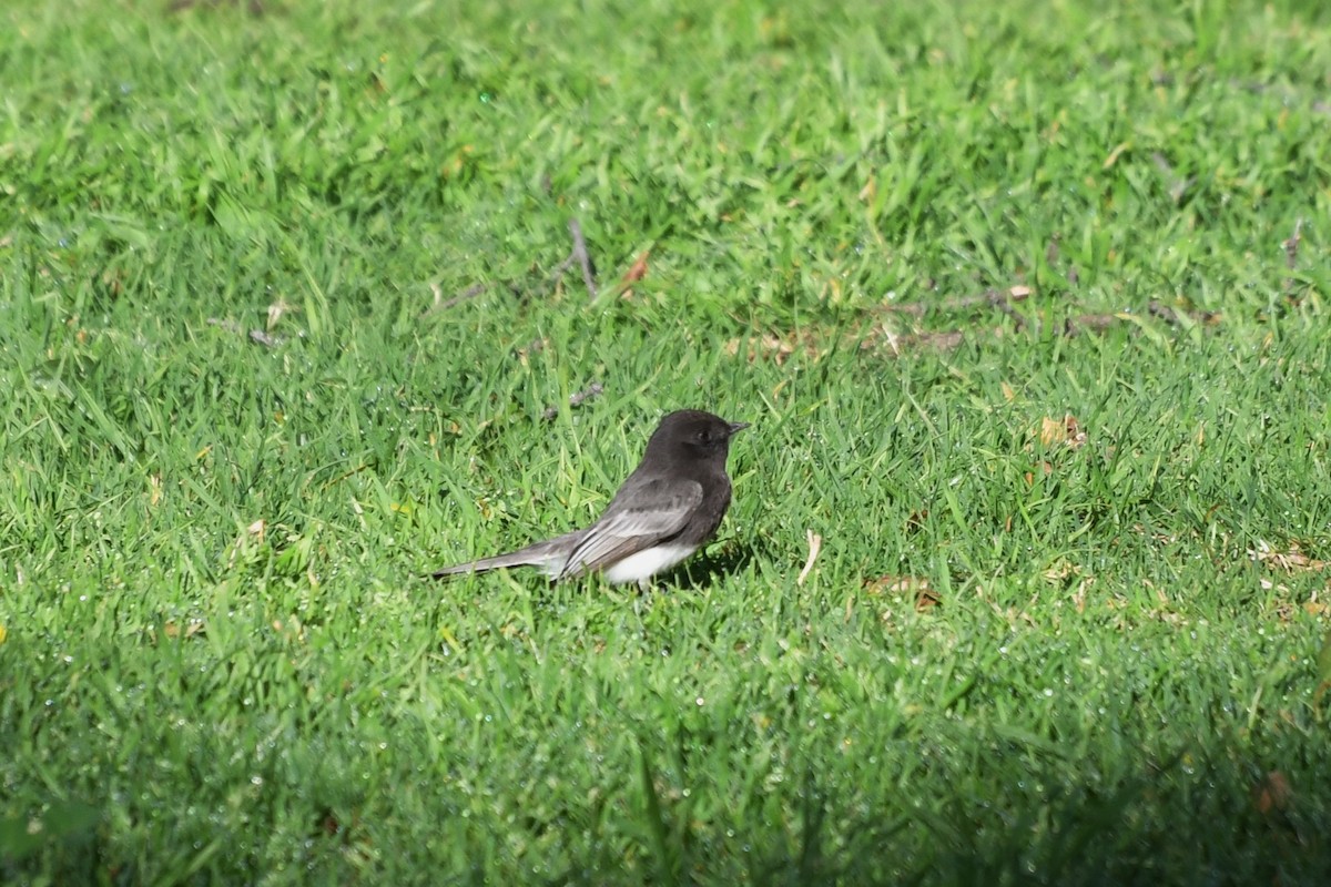 Black Phoebe - ML641413458