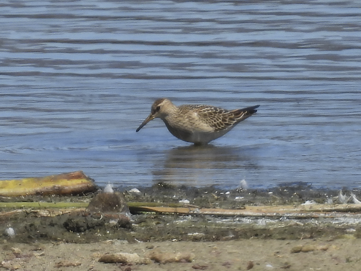 Pectoral Sandpiper - ML641413484