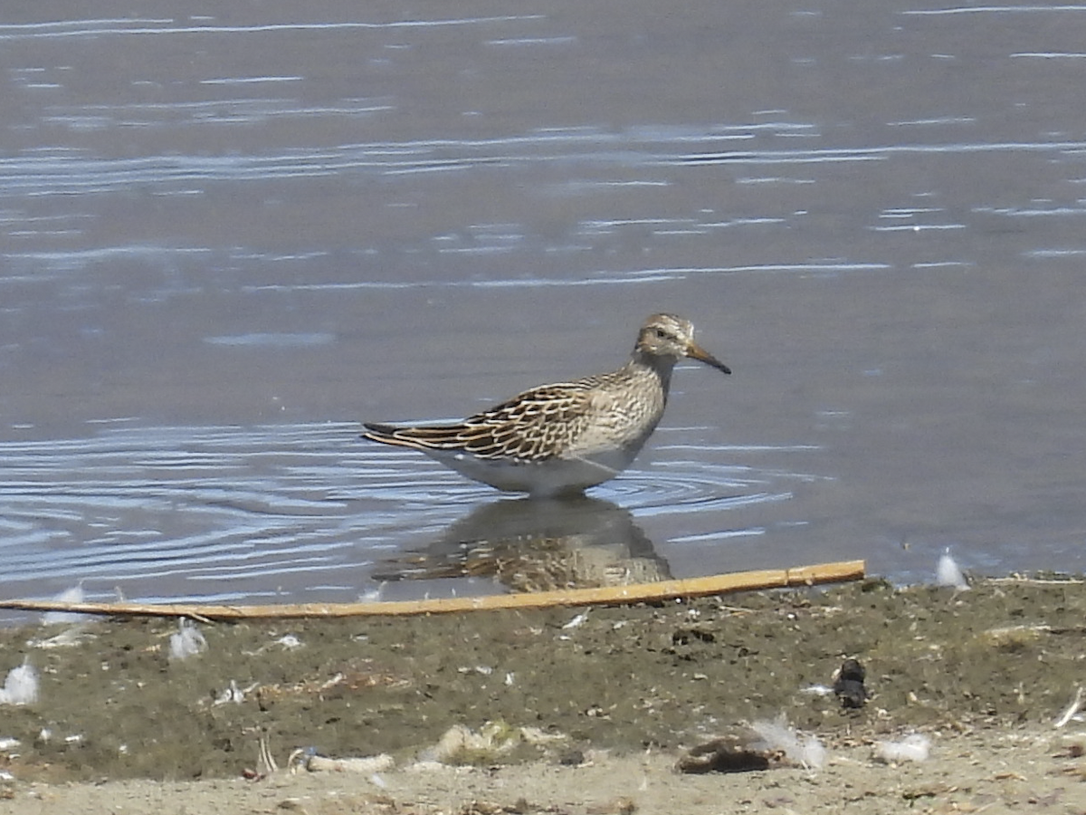 Pectoral Sandpiper - ML641413488