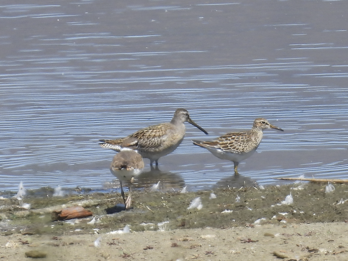 Pectoral Sandpiper - ML641413490