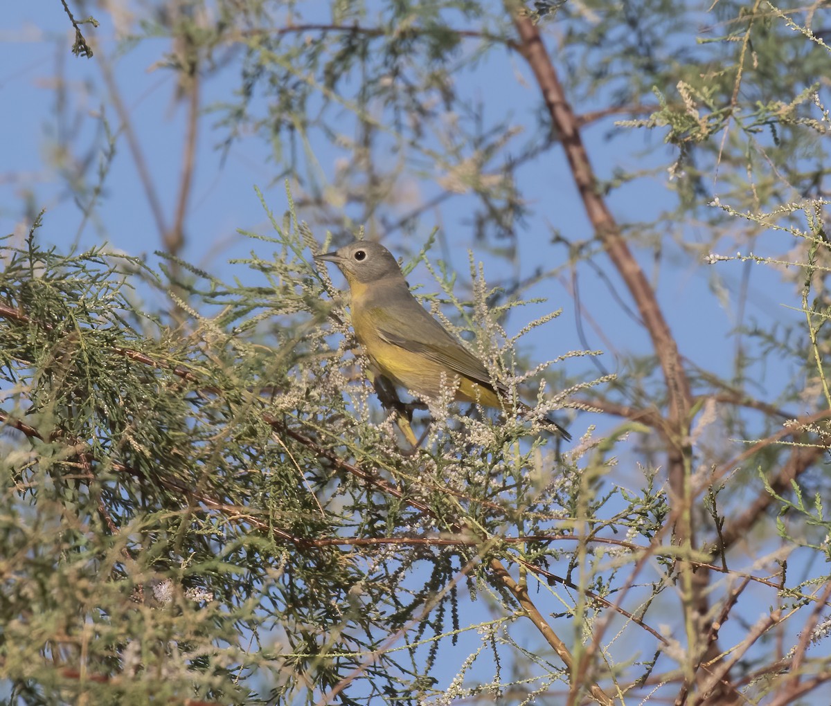 Rubinfleck-Waldsänger - ML641413495