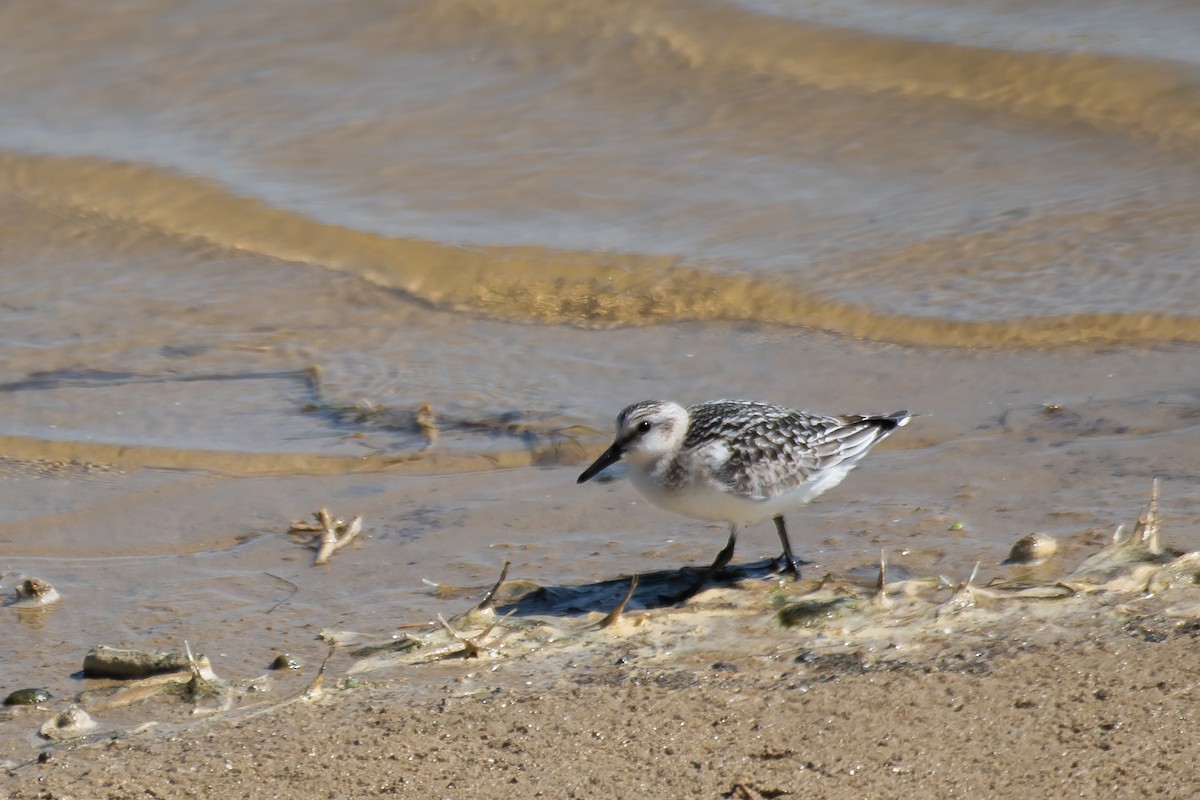 Bécasseau sanderling - ML641413503
