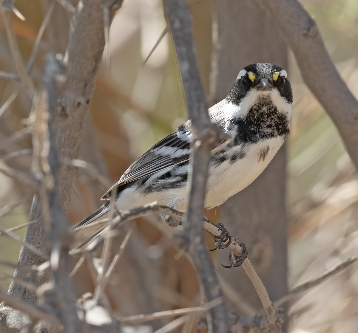 Black-throated Gray Warbler - ML641413508