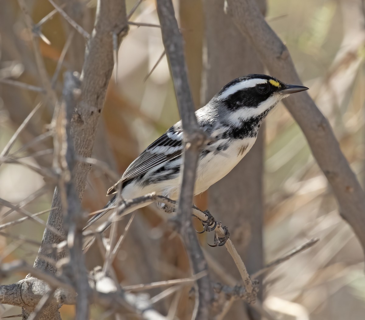 Black-throated Gray Warbler - ML641413509