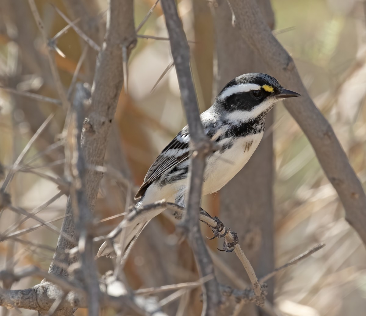 Black-throated Gray Warbler - ML641413510