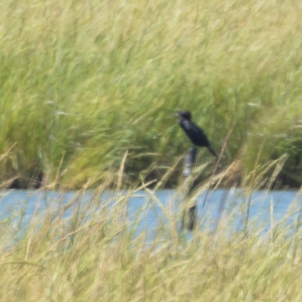 Neotropic Cormorant - ML641413511