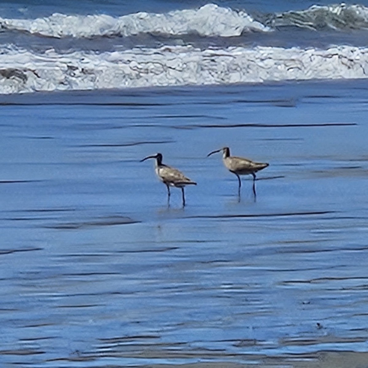 Hudsonian Whimbrel - ML641413514