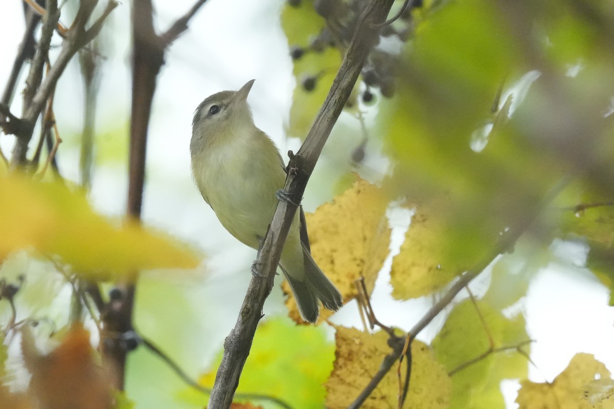 Warbling Vireo (Eastern) - ML641413524