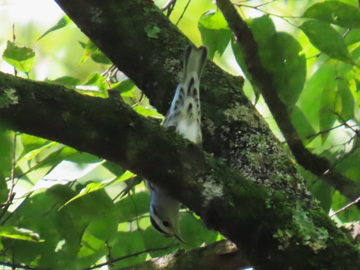 Black-and-white Warbler - ML641413528