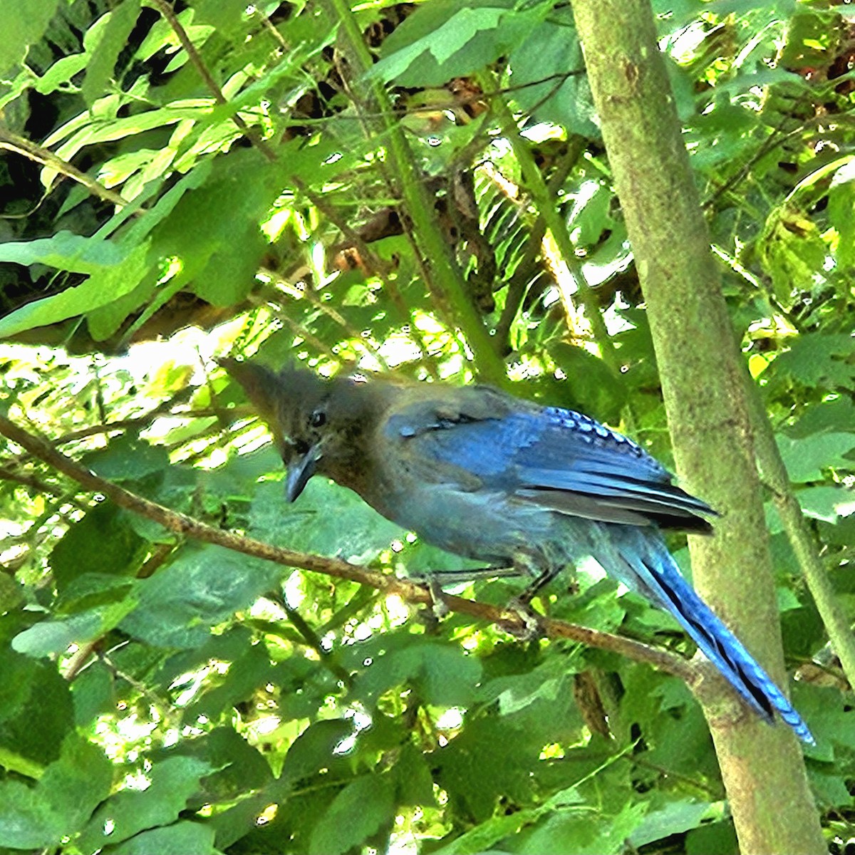 Steller's Jay - ML641413564