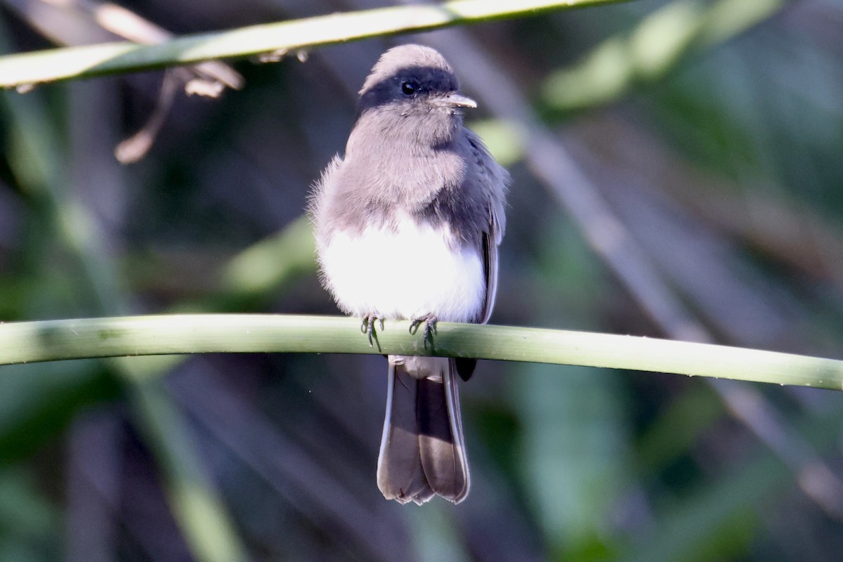 Black Phoebe - ML641413570