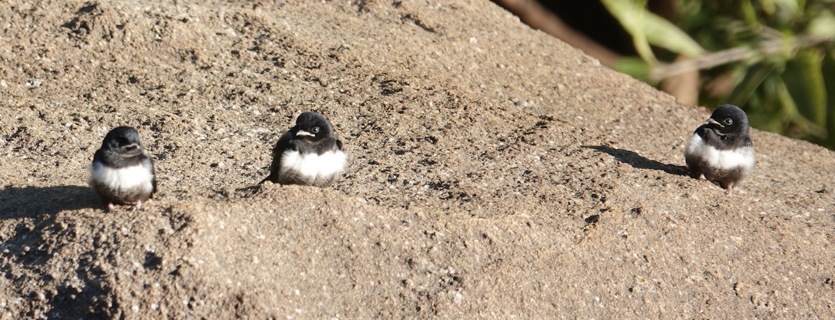 White-banded Swallow - ML641413575