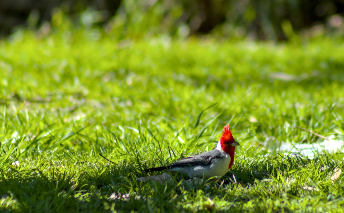 Red-crested Cardinal - ML641413584