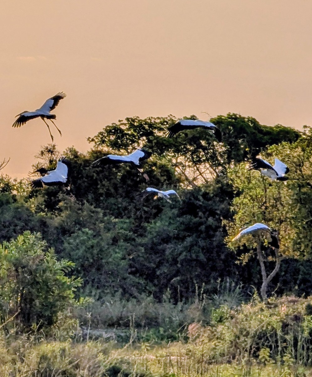 Wood Stork - ML641413585