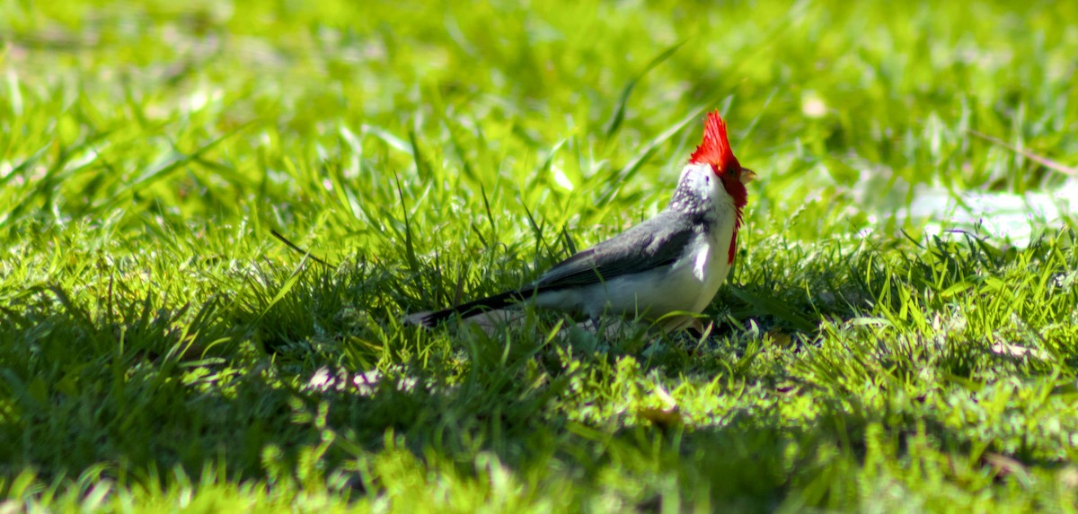 Red-crested Cardinal - ML641413589
