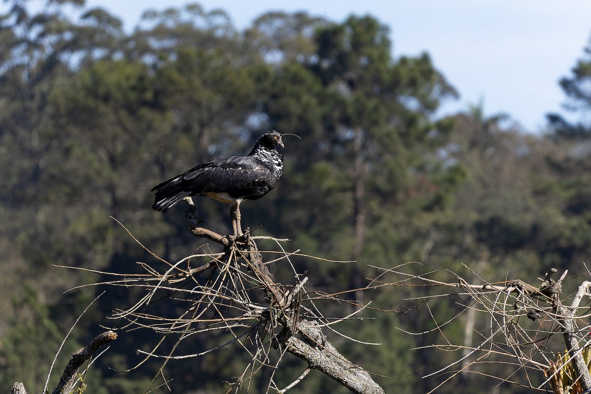 Horned Screamer - ML641413591