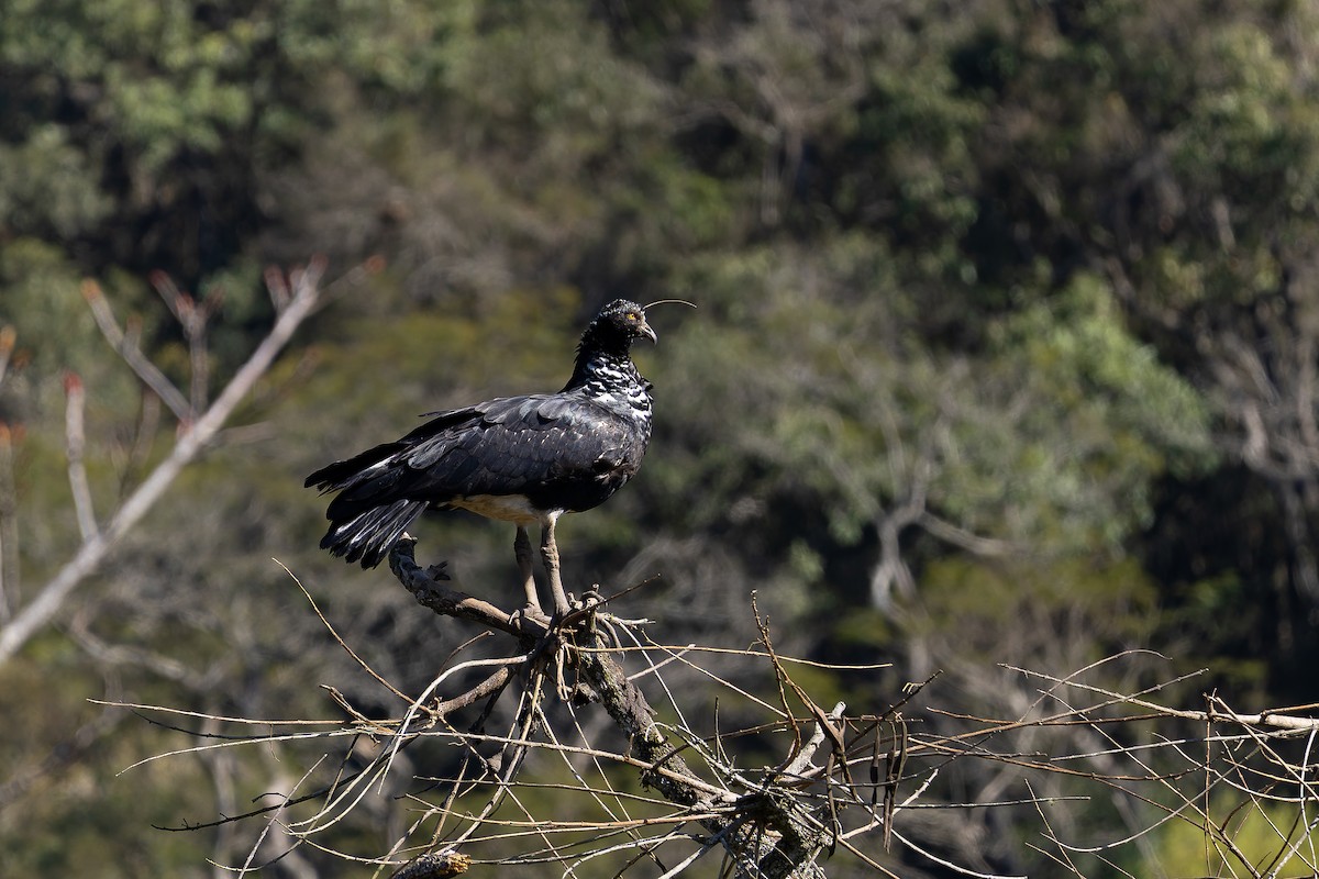 Horned Screamer - ML641413592