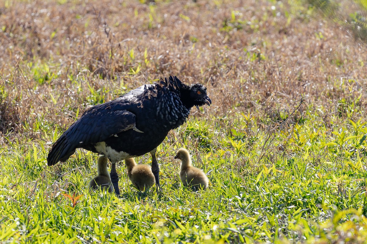 Horned Screamer - ML641413593