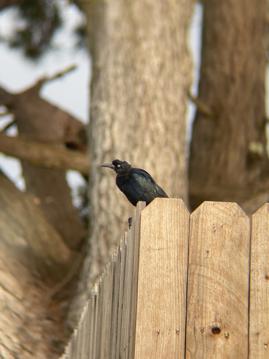 Great-tailed Grackle - ML641413598