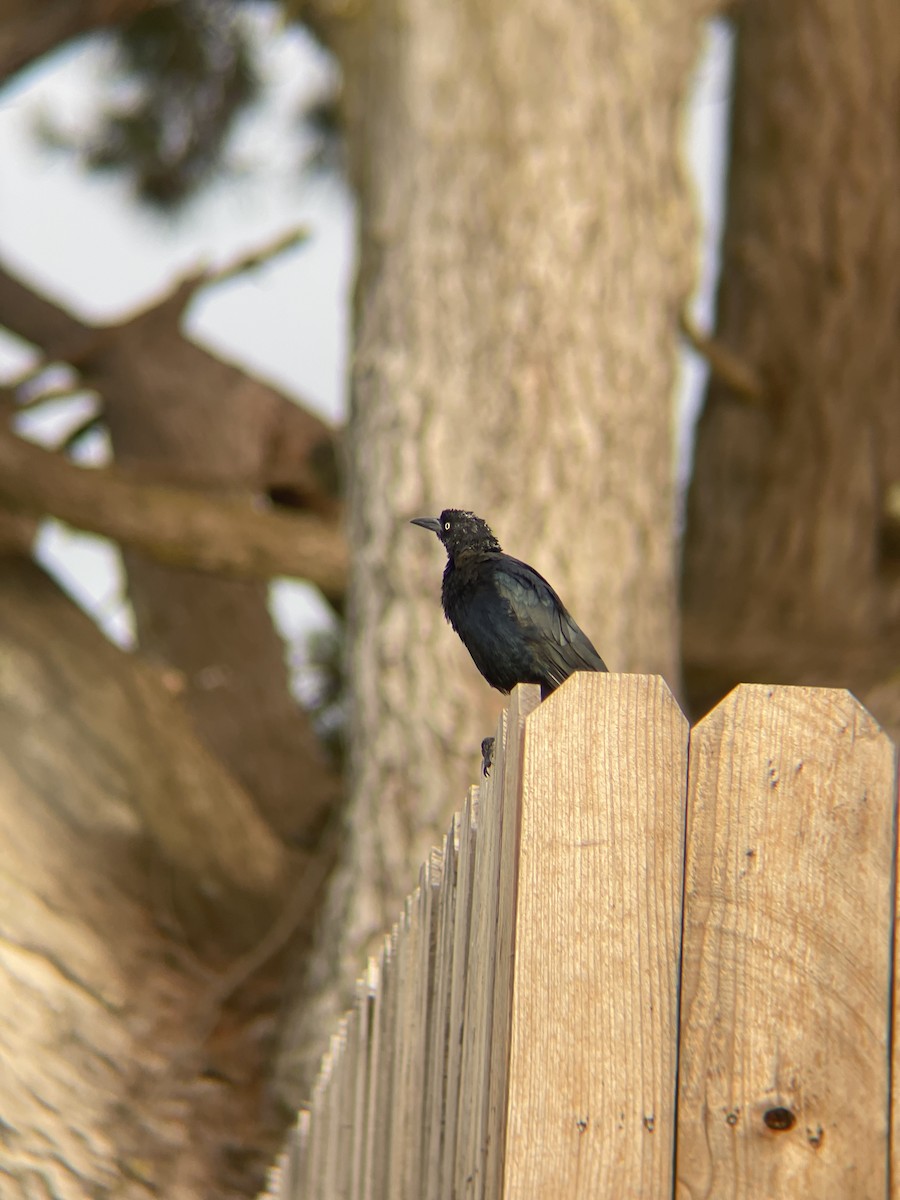 Great-tailed Grackle - ML641413599
