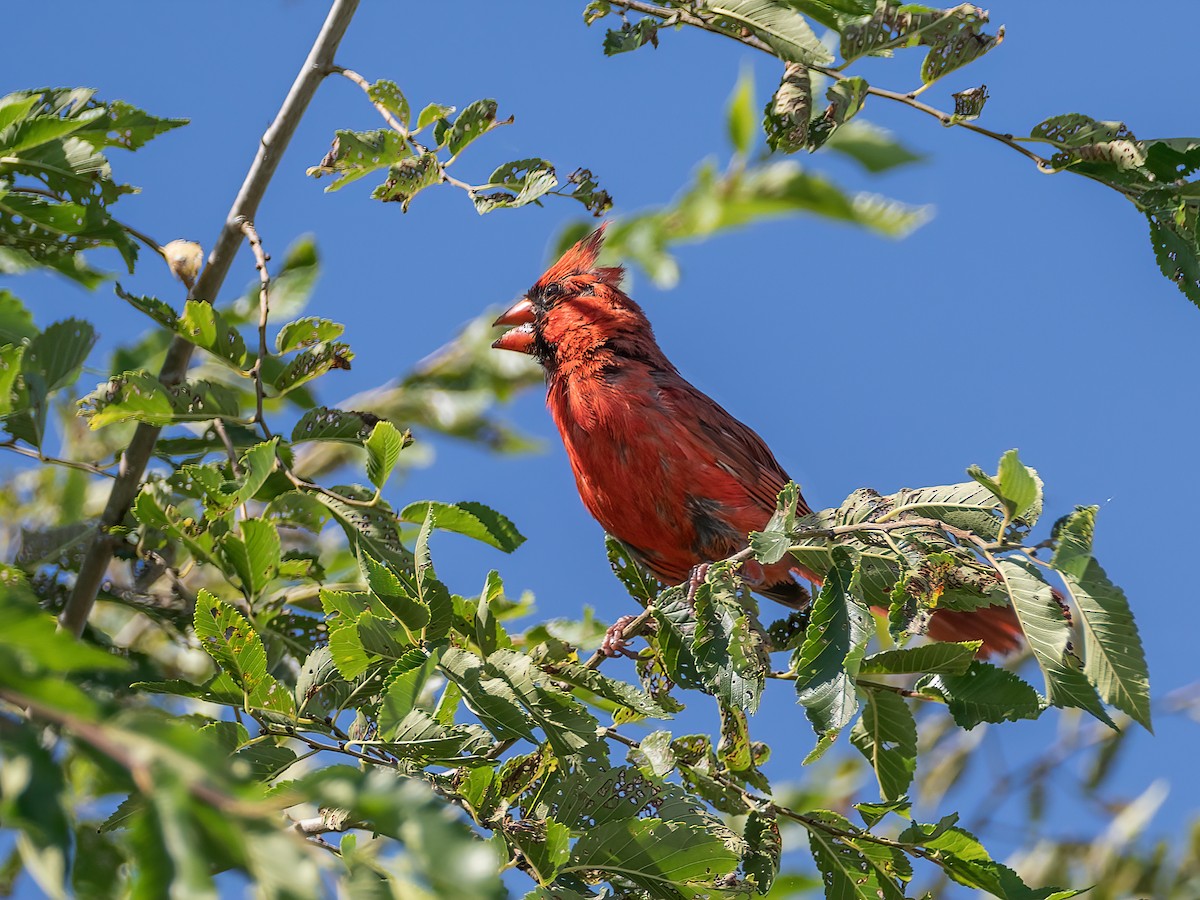 Northern Cardinal - ML641413602