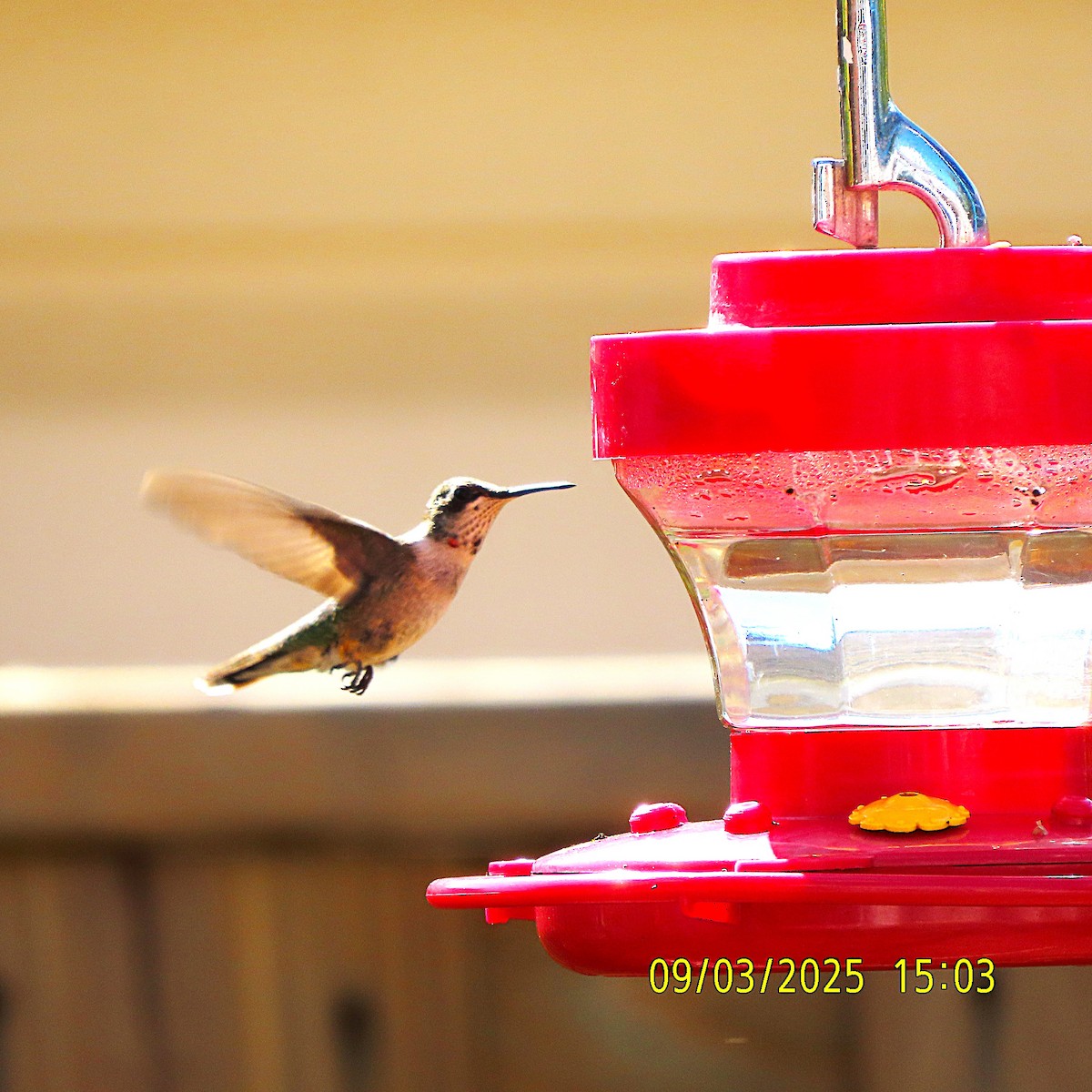 Ruby-throated Hummingbird - ML641413605