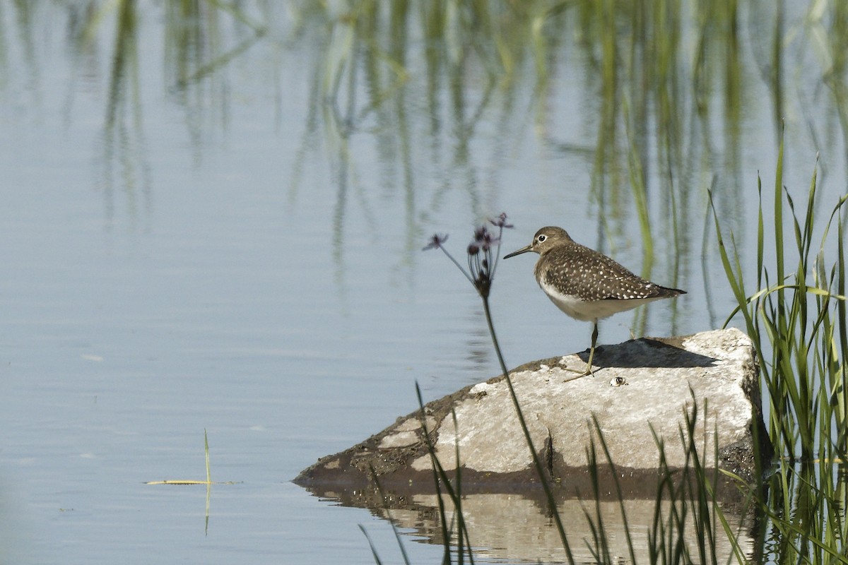 Solitary Sandpiper - ML641413610