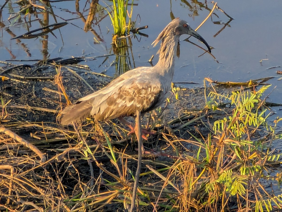 Plumbeous Ibis - ML641413611