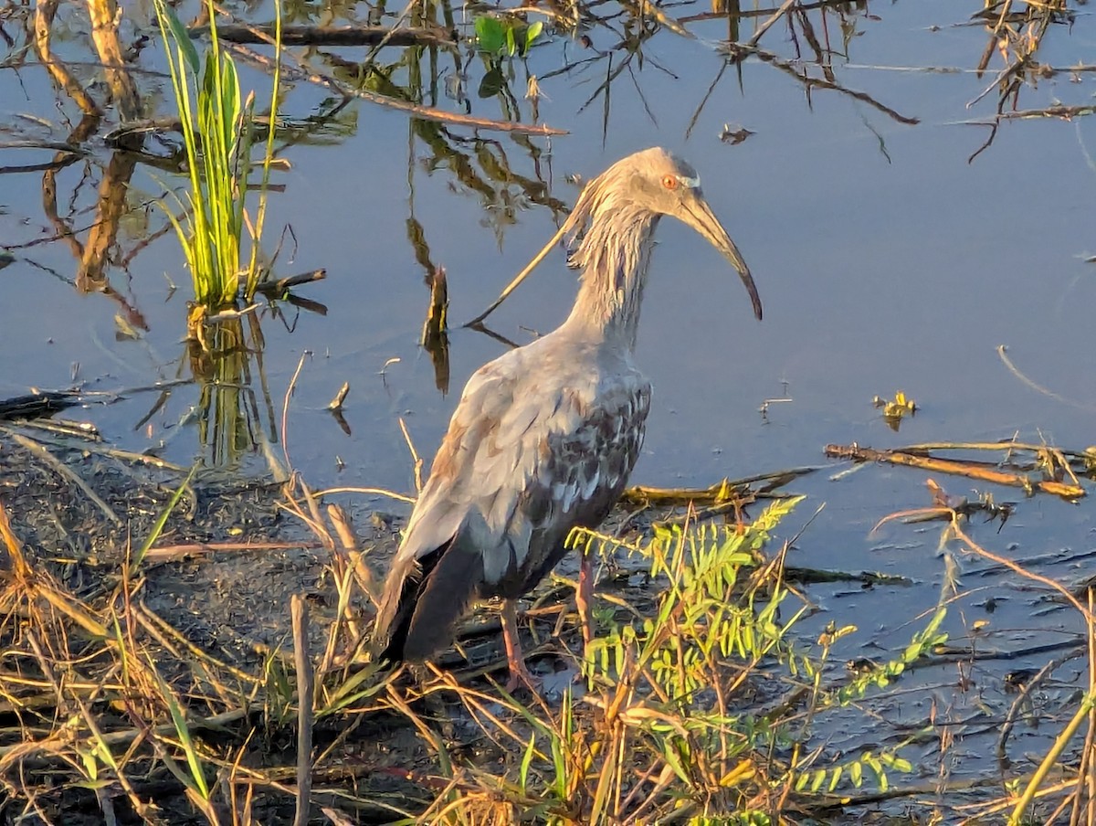 Plumbeous Ibis - ML641413612