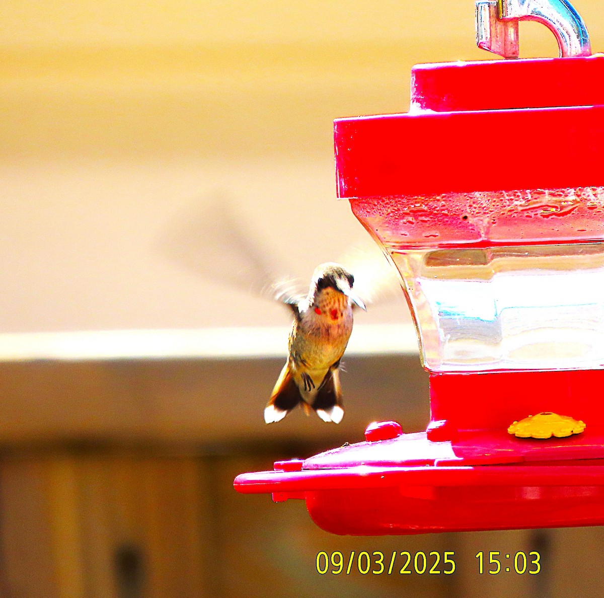 Ruby-throated Hummingbird - ML641413613
