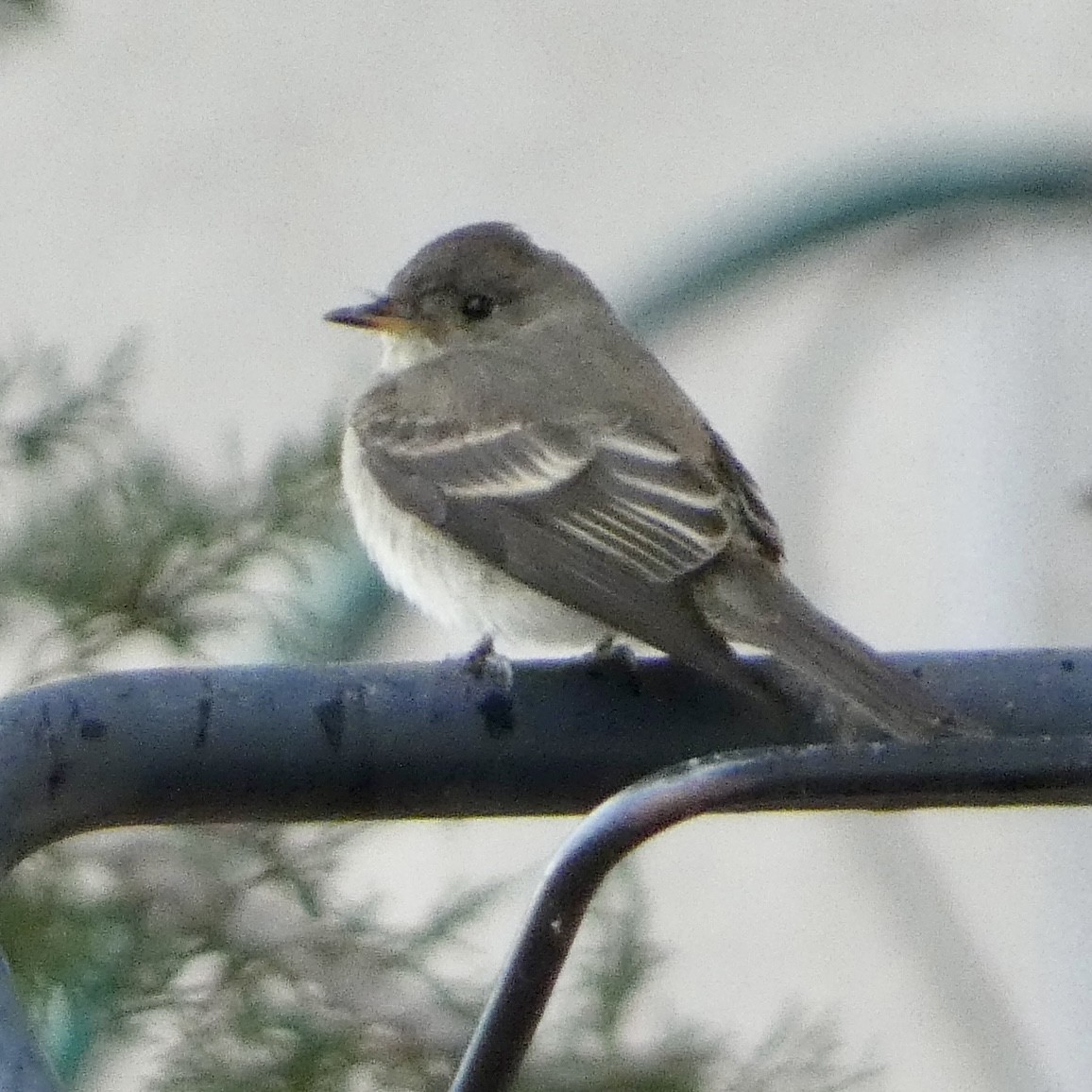Western Wood-Pewee - ML641413617
