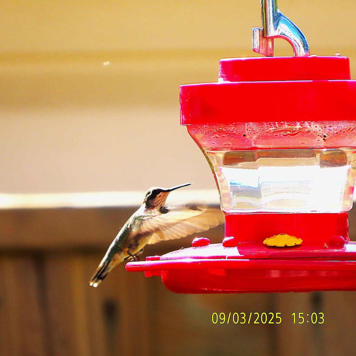 Ruby-throated Hummingbird - ML641413619