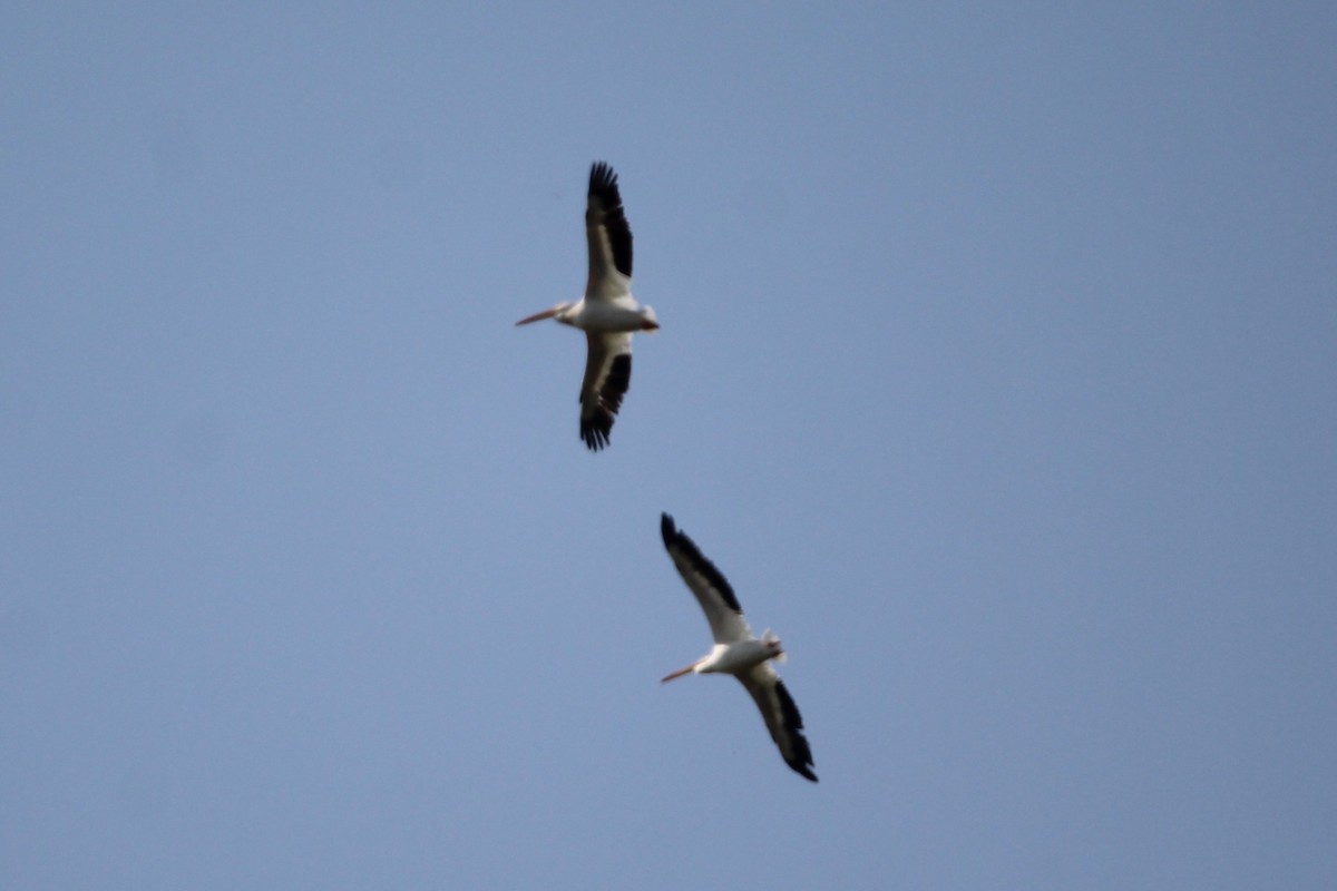 American White Pelican - ML641413621