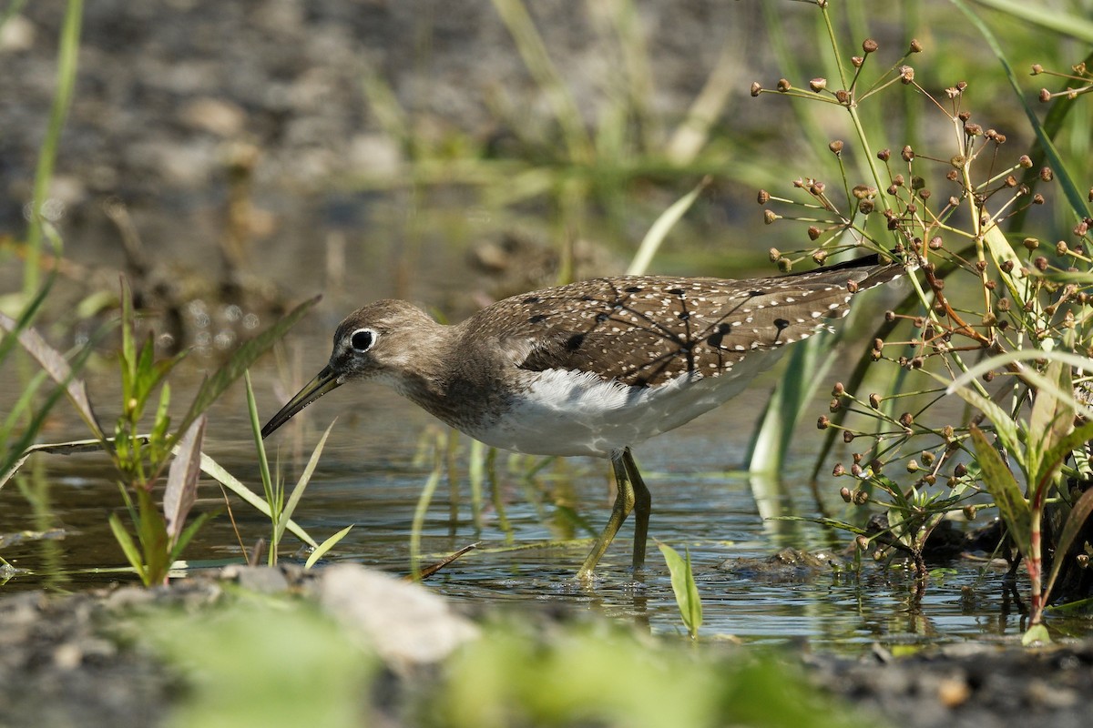 Solitary Sandpiper - ML641413637