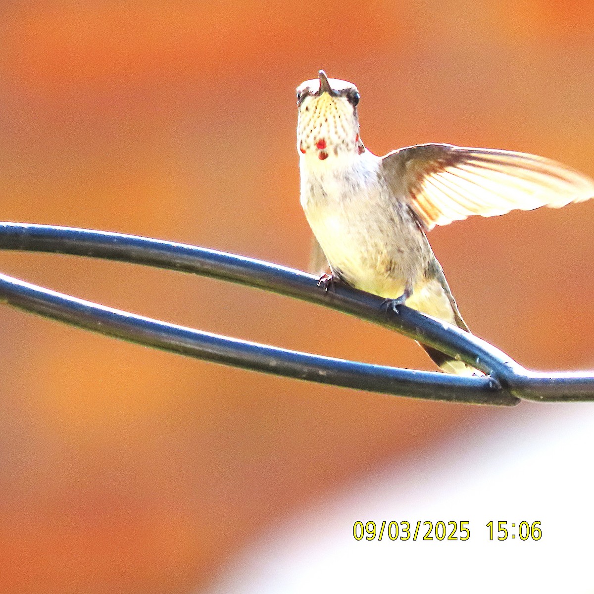 Ruby-throated Hummingbird - ML641413643