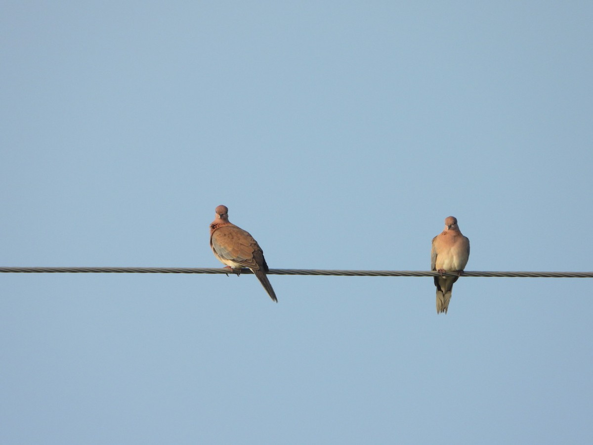 Laughing Dove - ML641413644