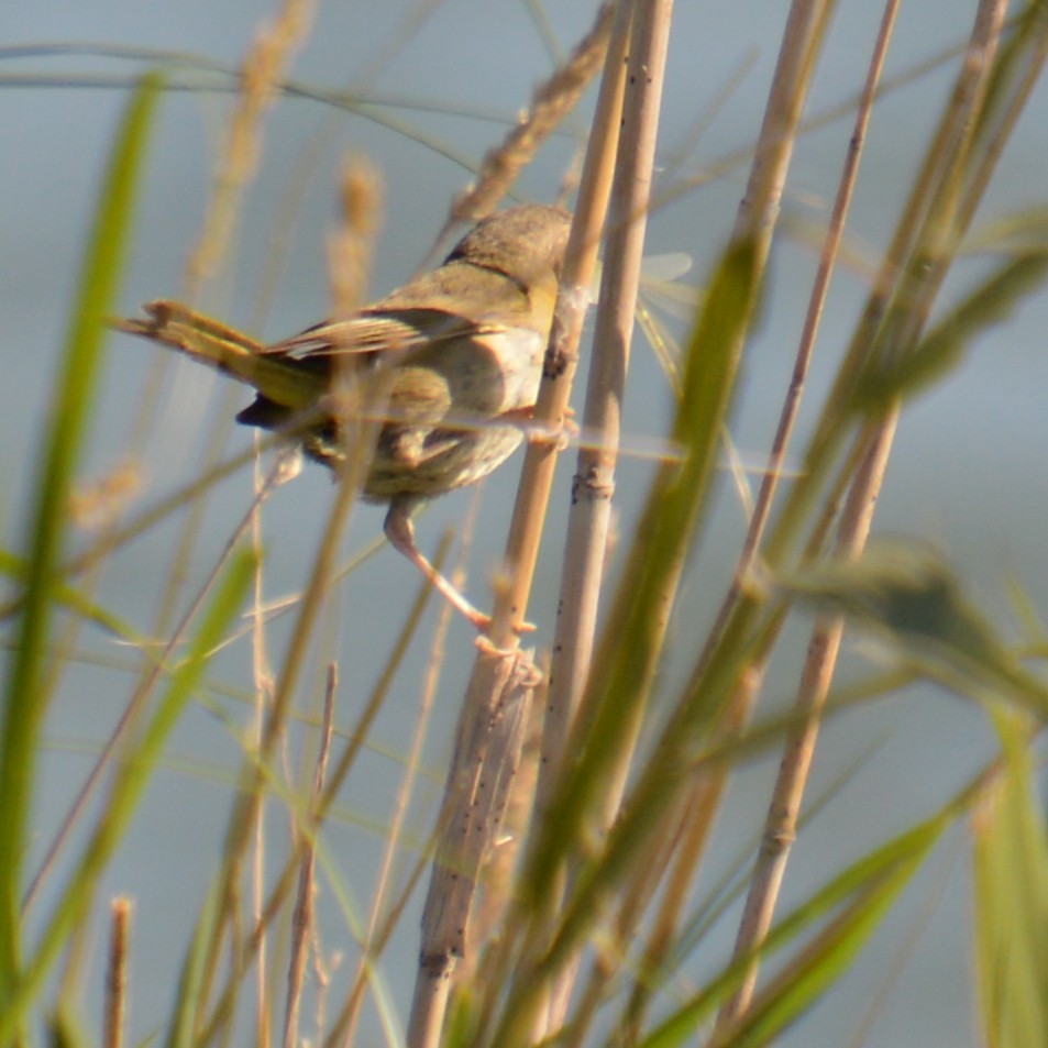 Common Yellowthroat - ML641413645