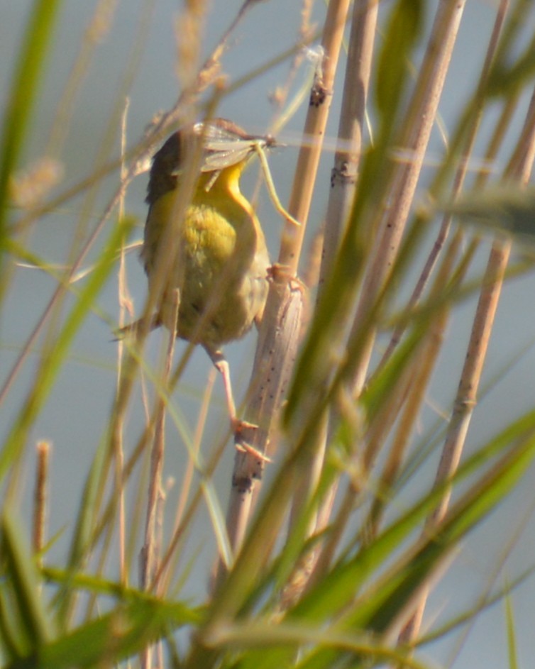 Common Yellowthroat - ML641413646