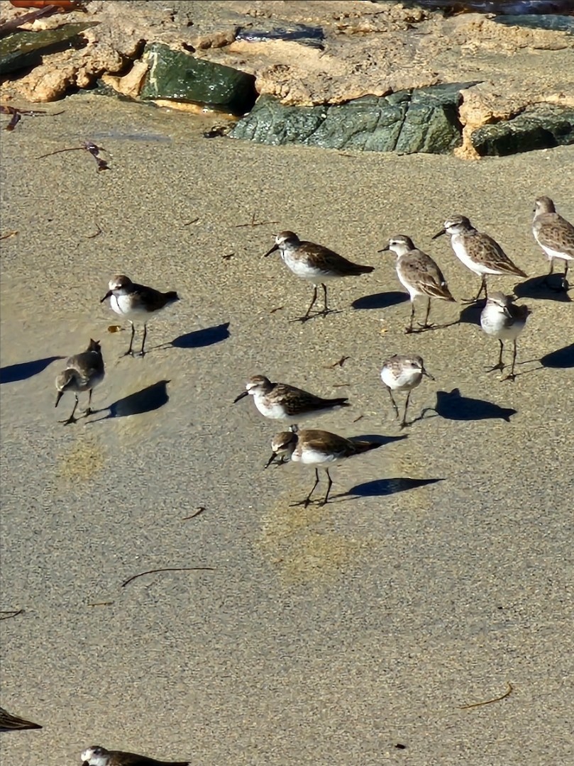 Semipalmated Sandpiper - ML641413647