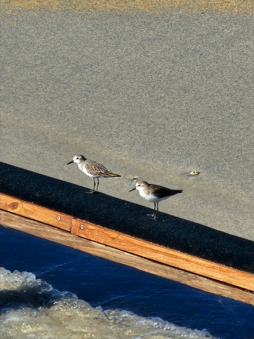 Semipalmated Sandpiper - ML641413648