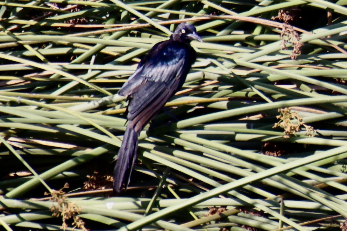 Great-tailed Grackle - ML641413649