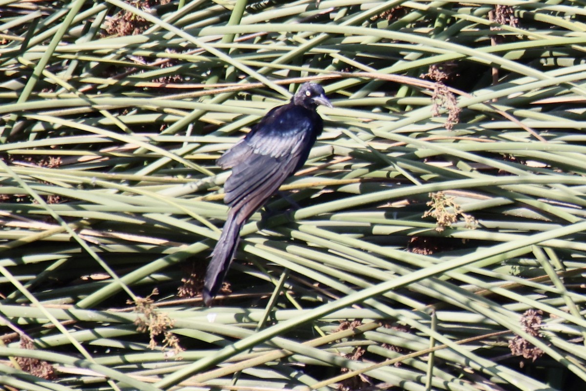 Great-tailed Grackle - ML641413650