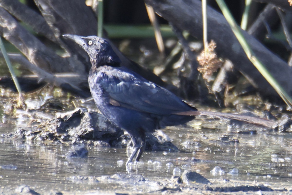 Great-tailed Grackle - ML641413651