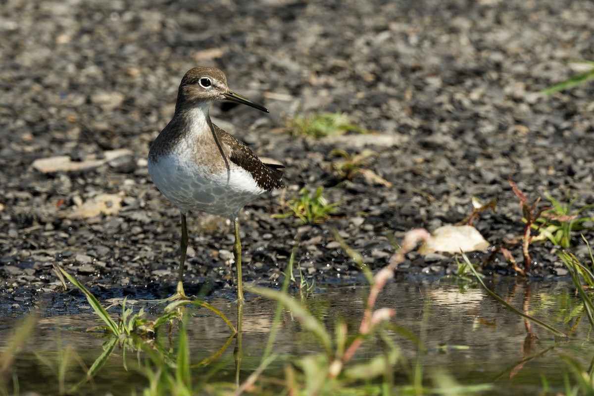 Solitary Sandpiper - ML641413652