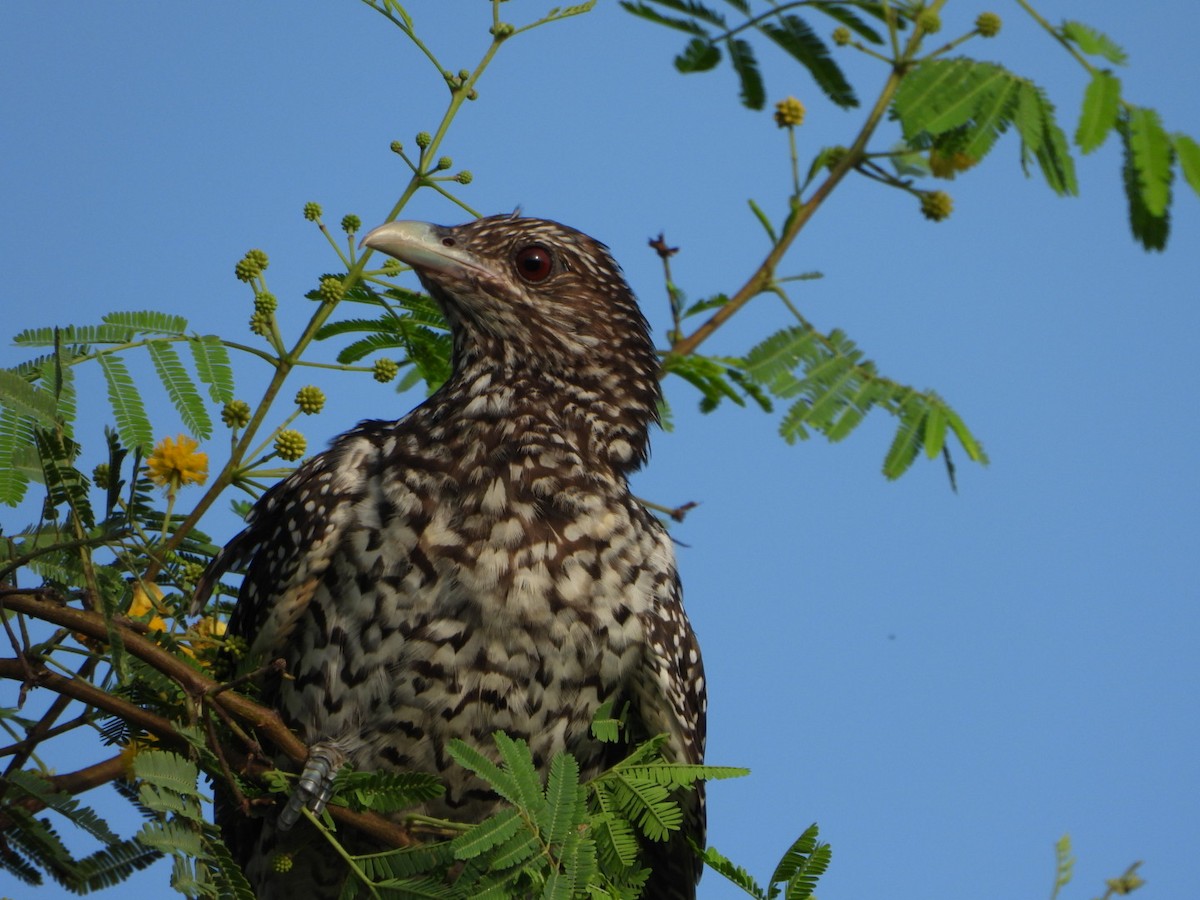 Asian Koel - ML641413655