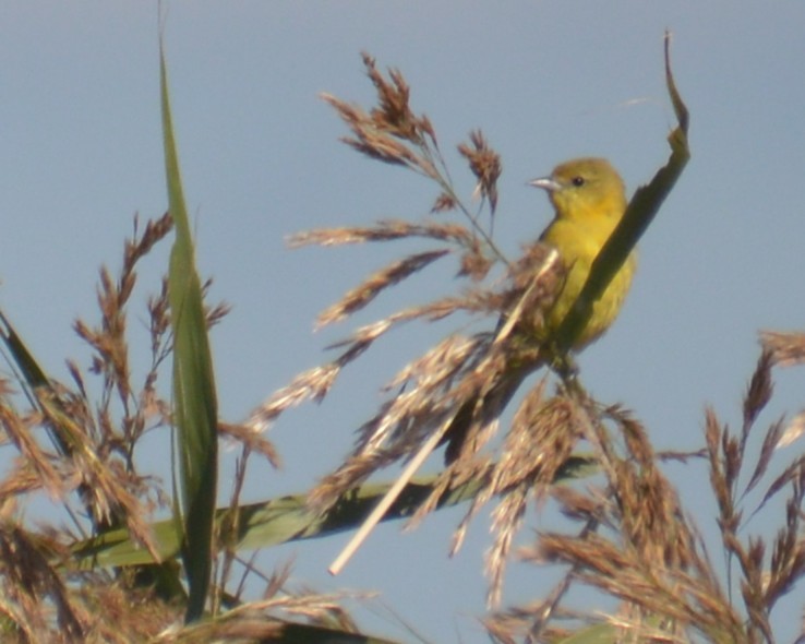 Orchard Oriole - ML641413656