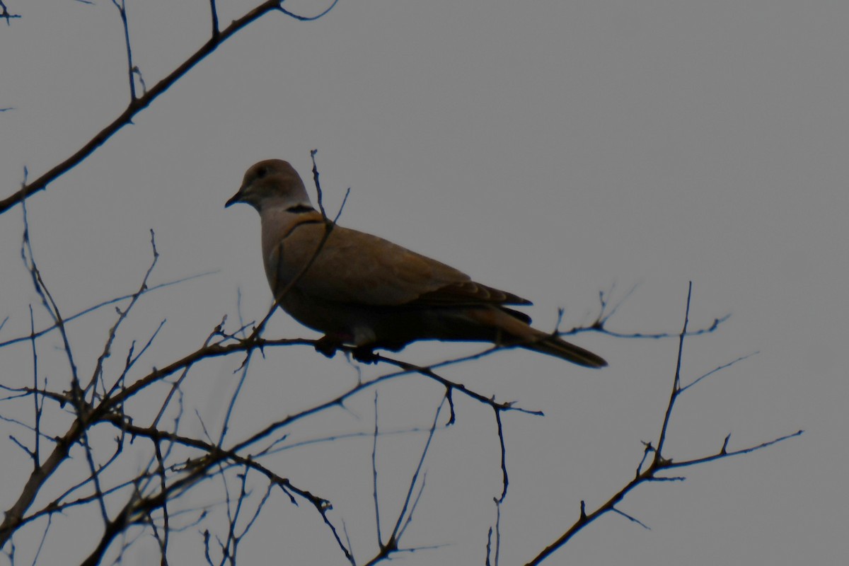 Eurasian Collared-Dove - ML641413658