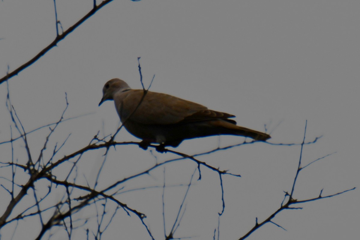Eurasian Collared-Dove - ML641413659